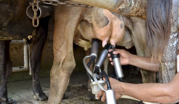 Bajas temperaturas afectan la producción de leche en zona centro