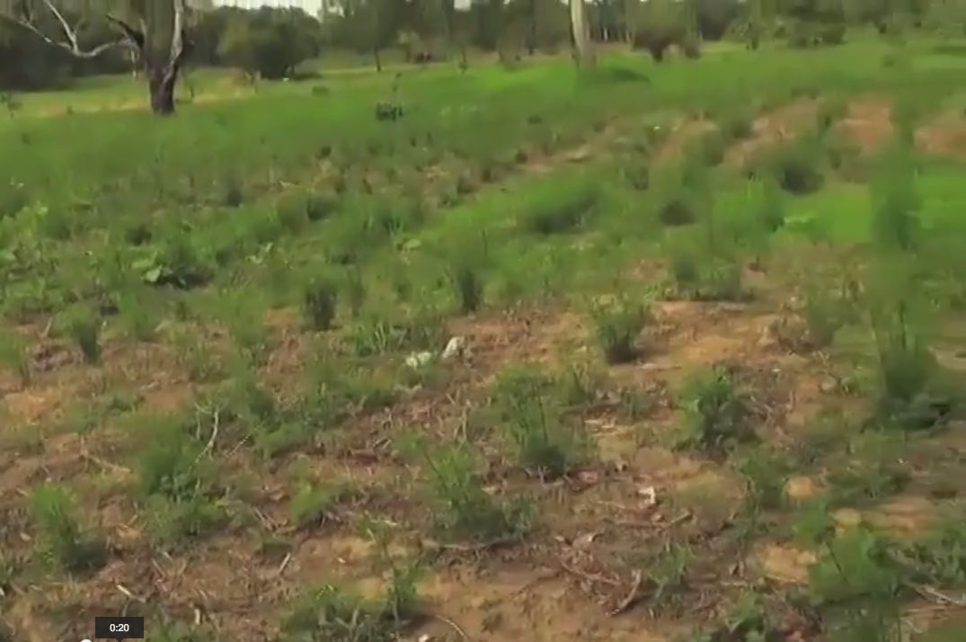 Jornaleros Zona Sur continúan siendo empleados en campos agrícolas.