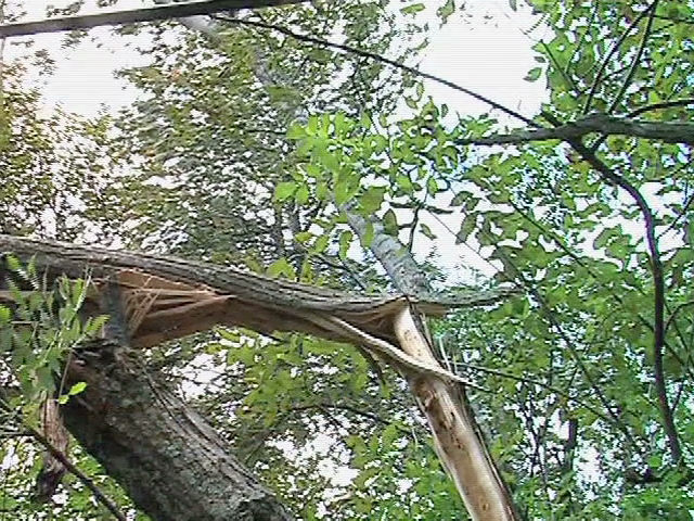 Caída de ramas deja el Frente Frío 7 en Xalapa
