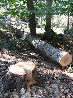 Impulsa Semarnat silvicultura comunitaria en beneficio de bosques veracruzanos