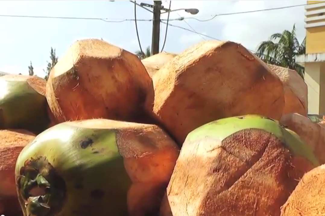 Reduce la producción de coco en la entidad Veracruzana.