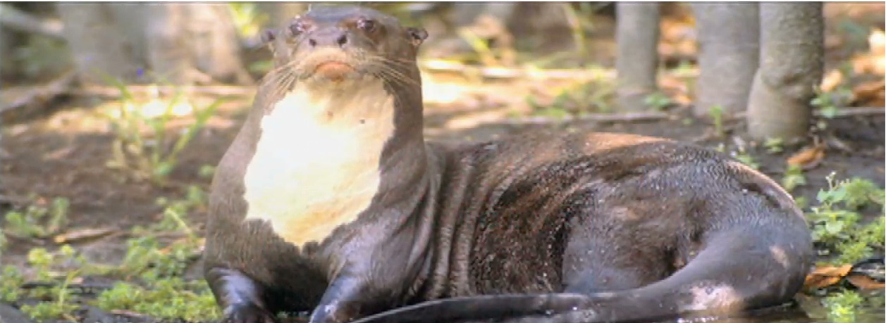 Inecol lleva a cabo la Reunión Nacional para la Conservación de la Nutria Neotropical