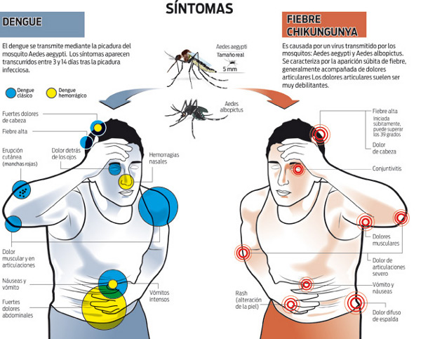 Fiebre, dolor articular, muscular ojos, cabeza y salpullido son síntomas de dengue: SS