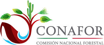 Conafor publica convocatoria para el Premio Nacional al Mérito Forestal 2021