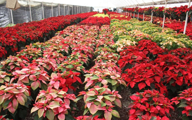 La flor de Nochebuena, herencia de México para el mundo