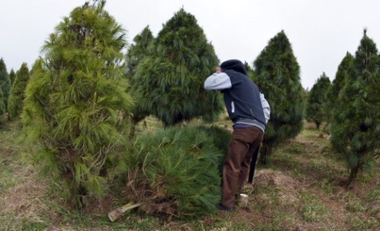 Se comercializarán 10 mil árboles de Navidad en el Valle de Perote: Conafor