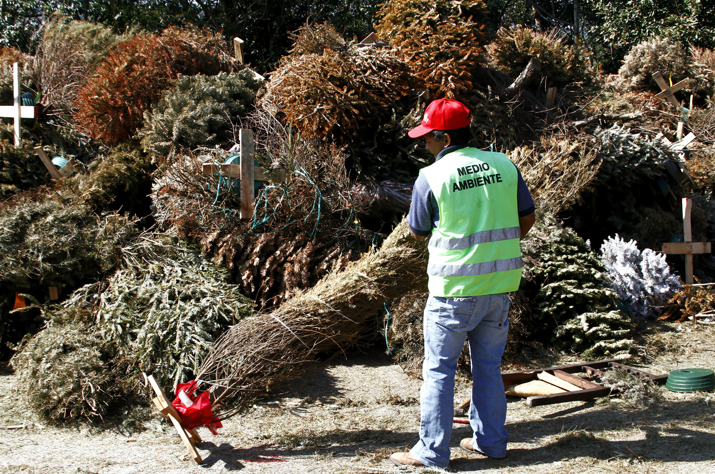 A tres semanas de iniciar Recicla tu Navidad, se han acopiado más de 32 mil árboles