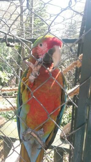 Guacamaya tropical rescatada en Xalapa se recupera en Los Tecajetes