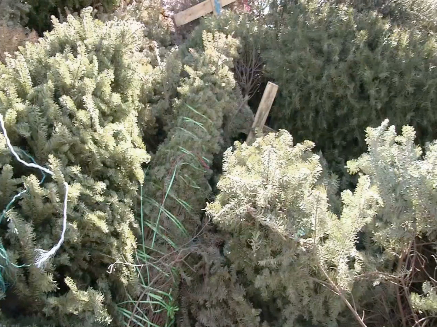 Con éxito continúa campaña Recicla tu Navidad