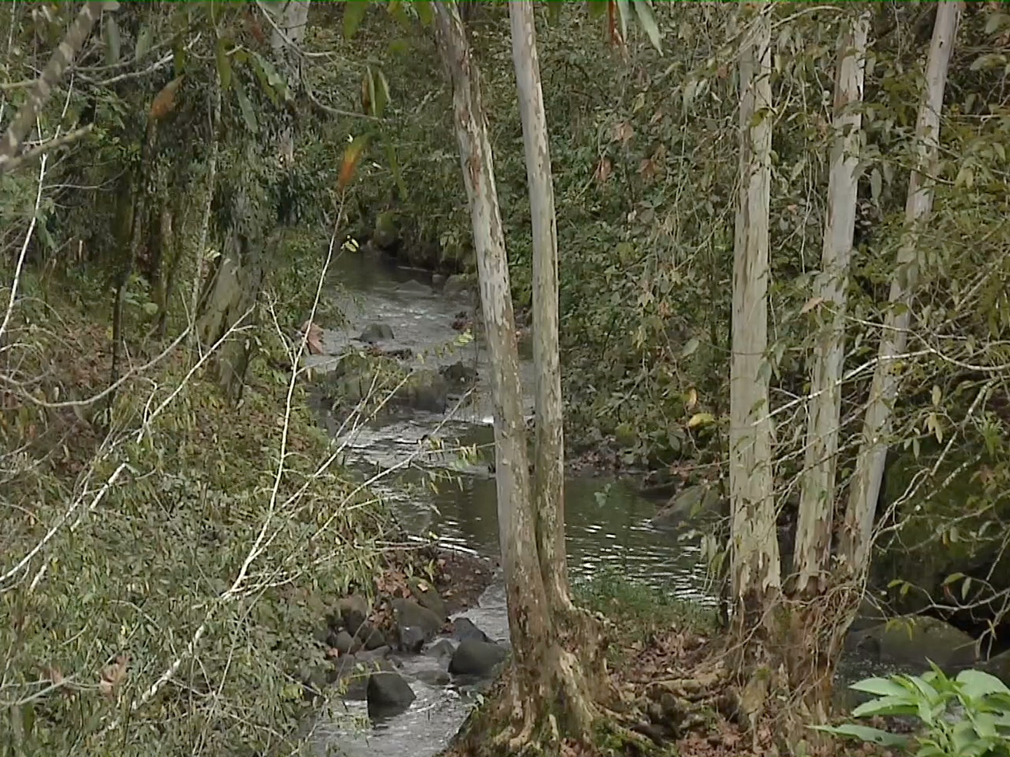 Siembran árboles medicinales y frutales en la ribera del río Sedeño