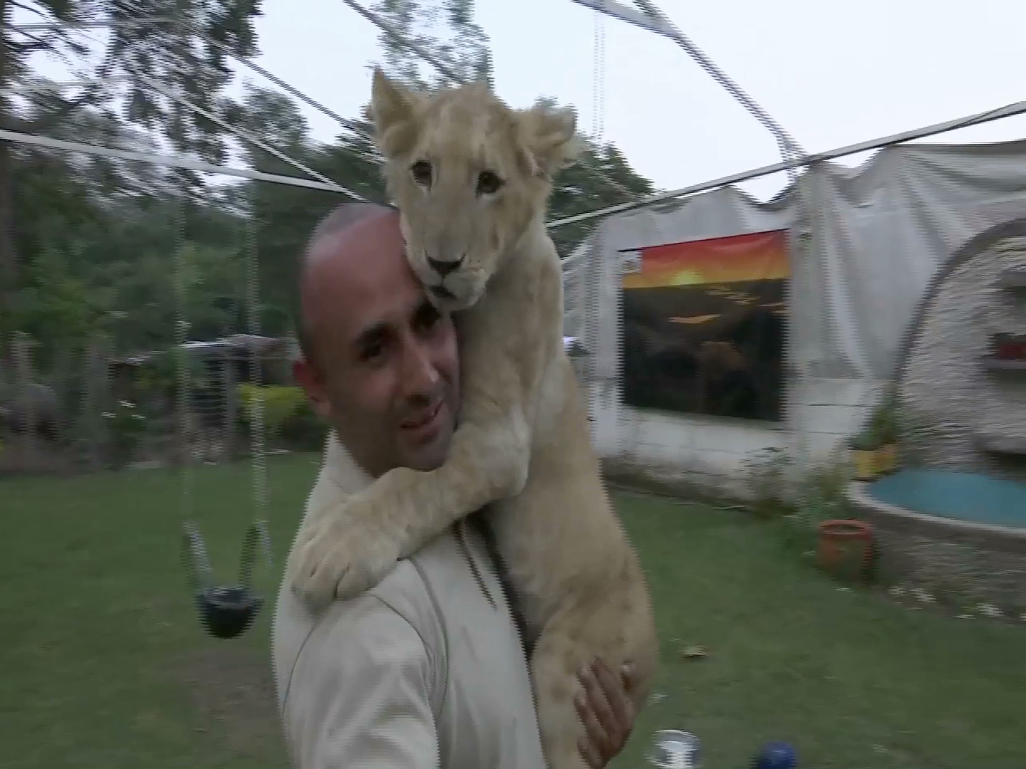 “Simba”, el león africano que cautiva a chicos y grandes en Xico