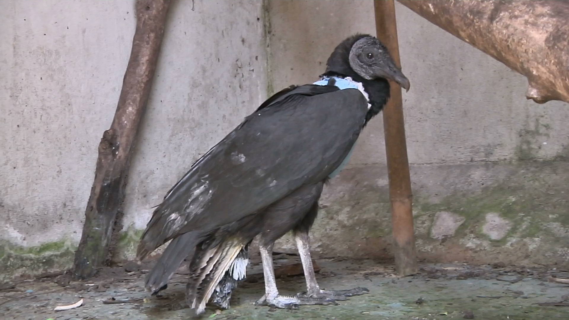 Operan con éxito a zopilote lesionado en Xalapa