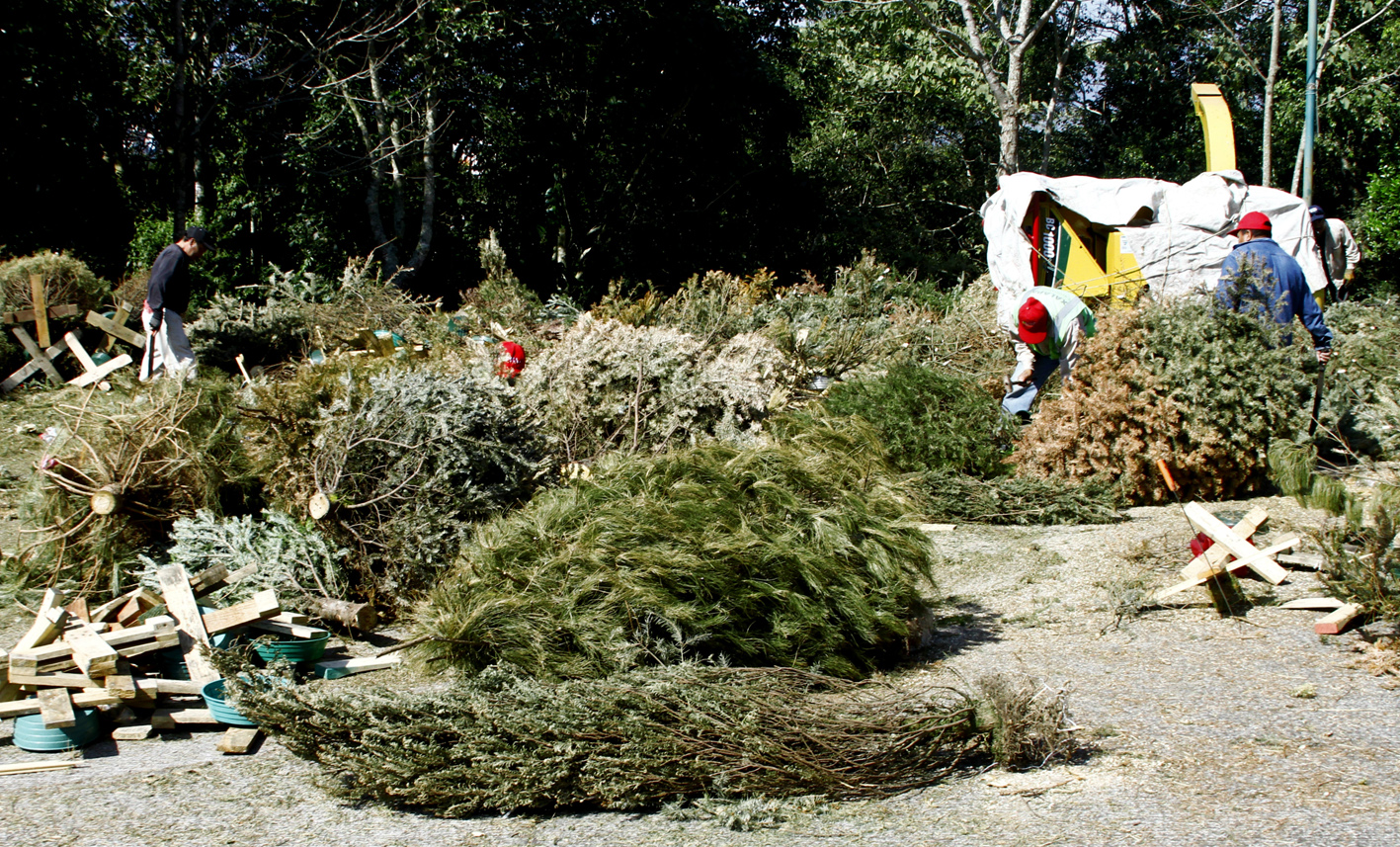 Recicla tu Navidad supera la meta de 2014; acopia más de 80 mil pinos este año