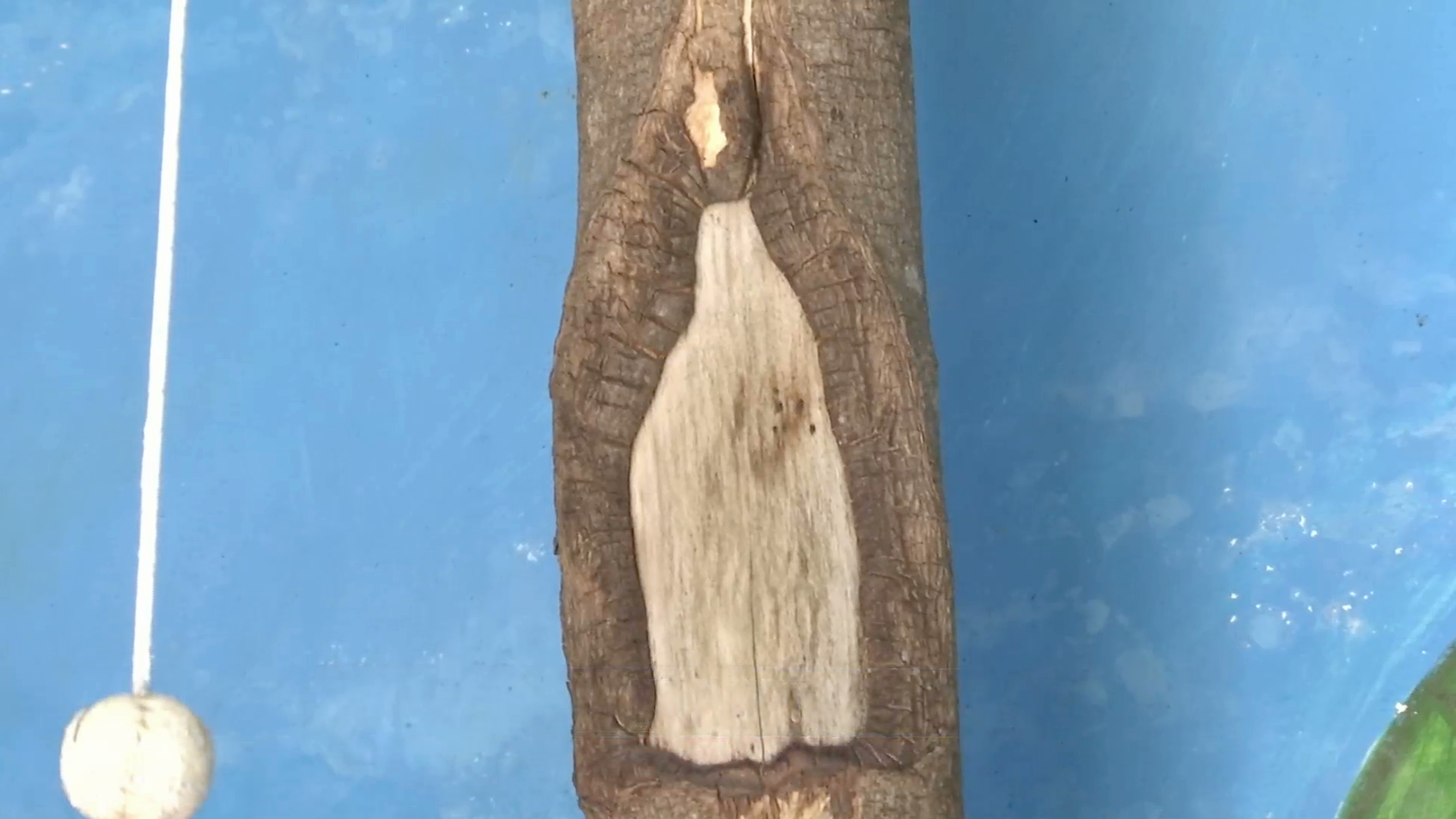 Le rezan en Jilotepec a rama con la supuesta imagen de la virgen de Guadalupe