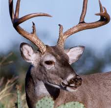 Implementa Inecol acciones para disminuir caza furtiva del venado cola blanca en Veracruz