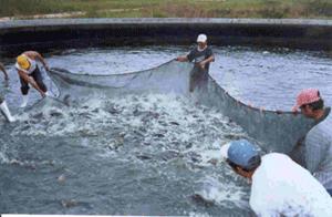 Acuicultura, opción para producción pesquera ante contaminación