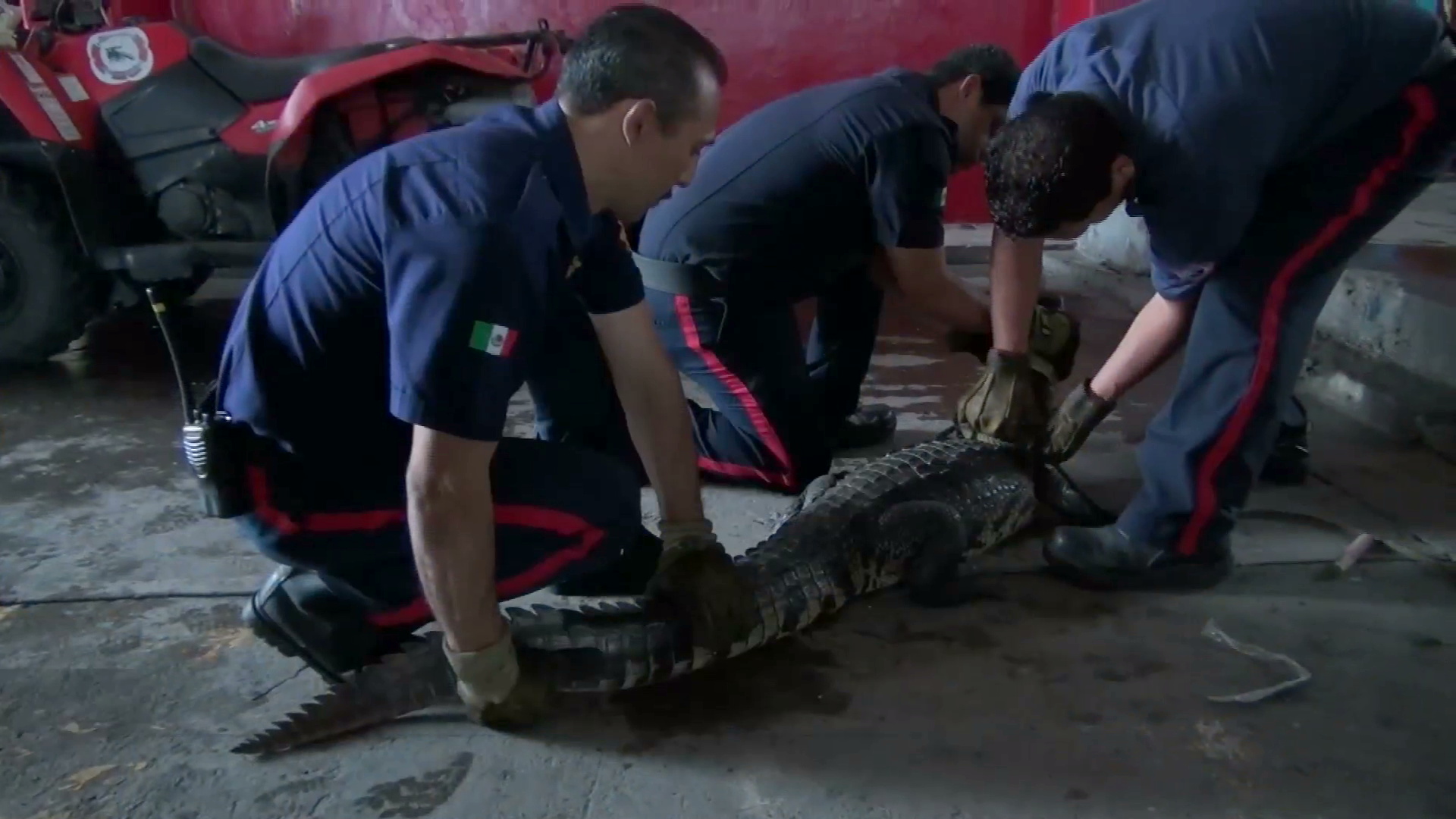 Capturan un cocodrilo de casi dos metros de longitud en Veracruz puerto