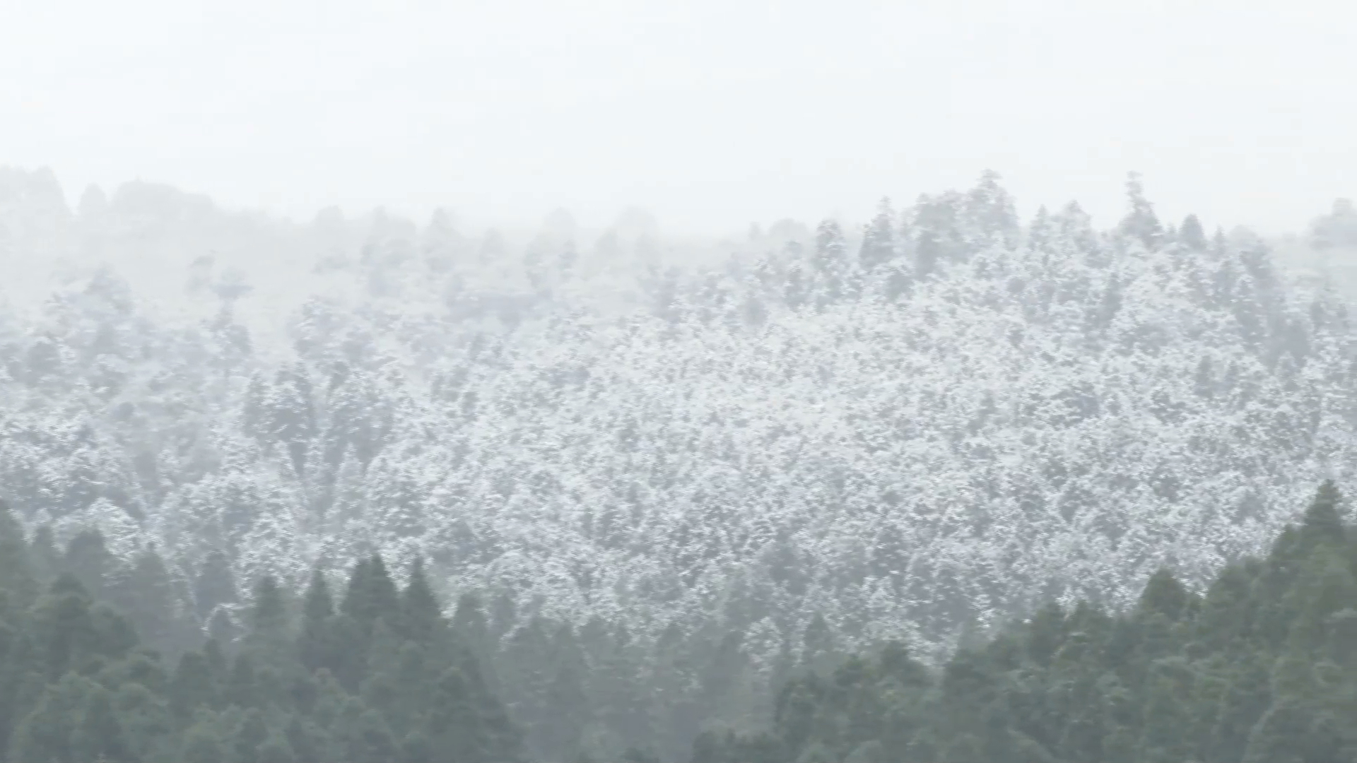Nieve pinta de blanco al Cofre de Perote