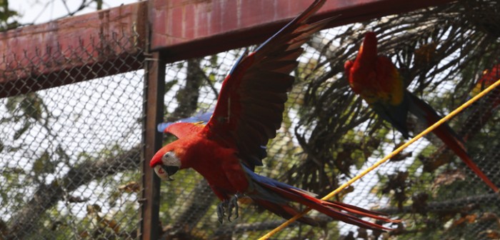 Reintroducen segundo grupo de guacamayas en la Reserva Ecológica de Nanciyaga
