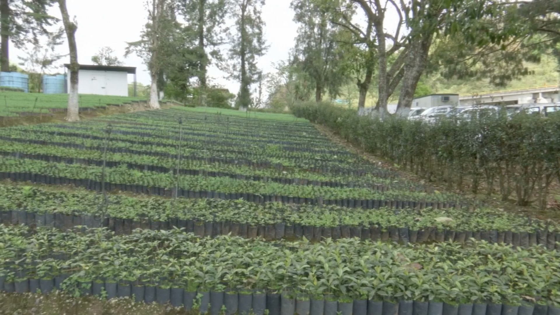 La zona sur de Veracruz con potencial para plantaciones forestales comerciales