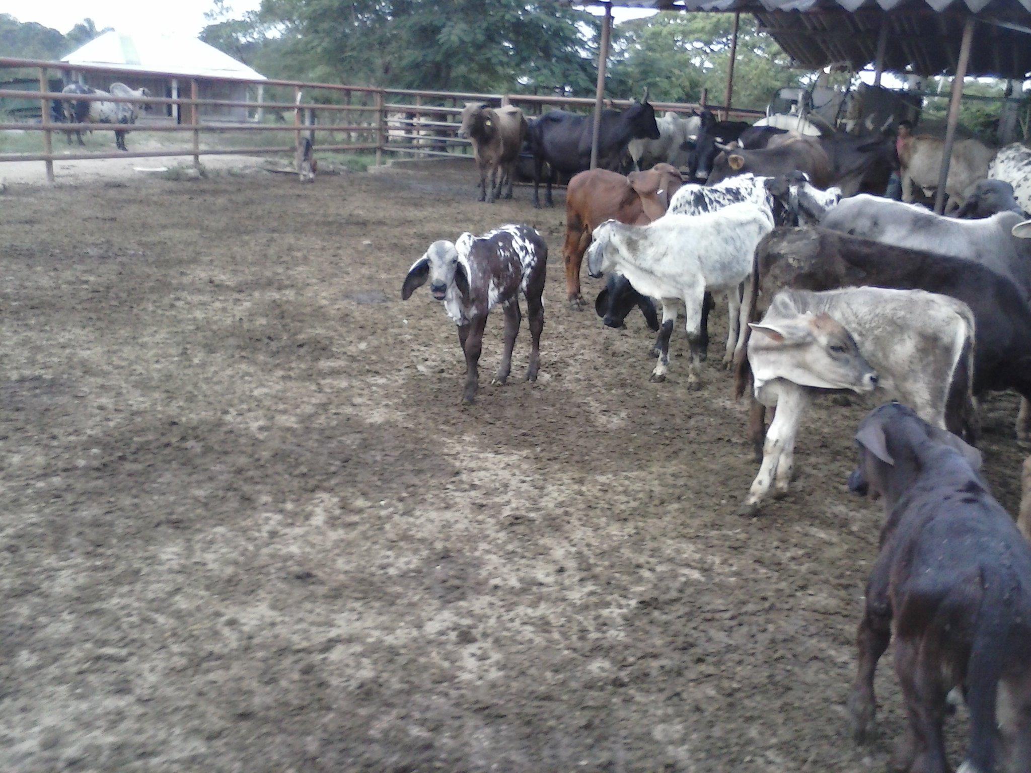 Convenio entre Gobierno de Veracruz y UNAM fortalecerá el desarrollo tecnológico en ganadería y acuacultura