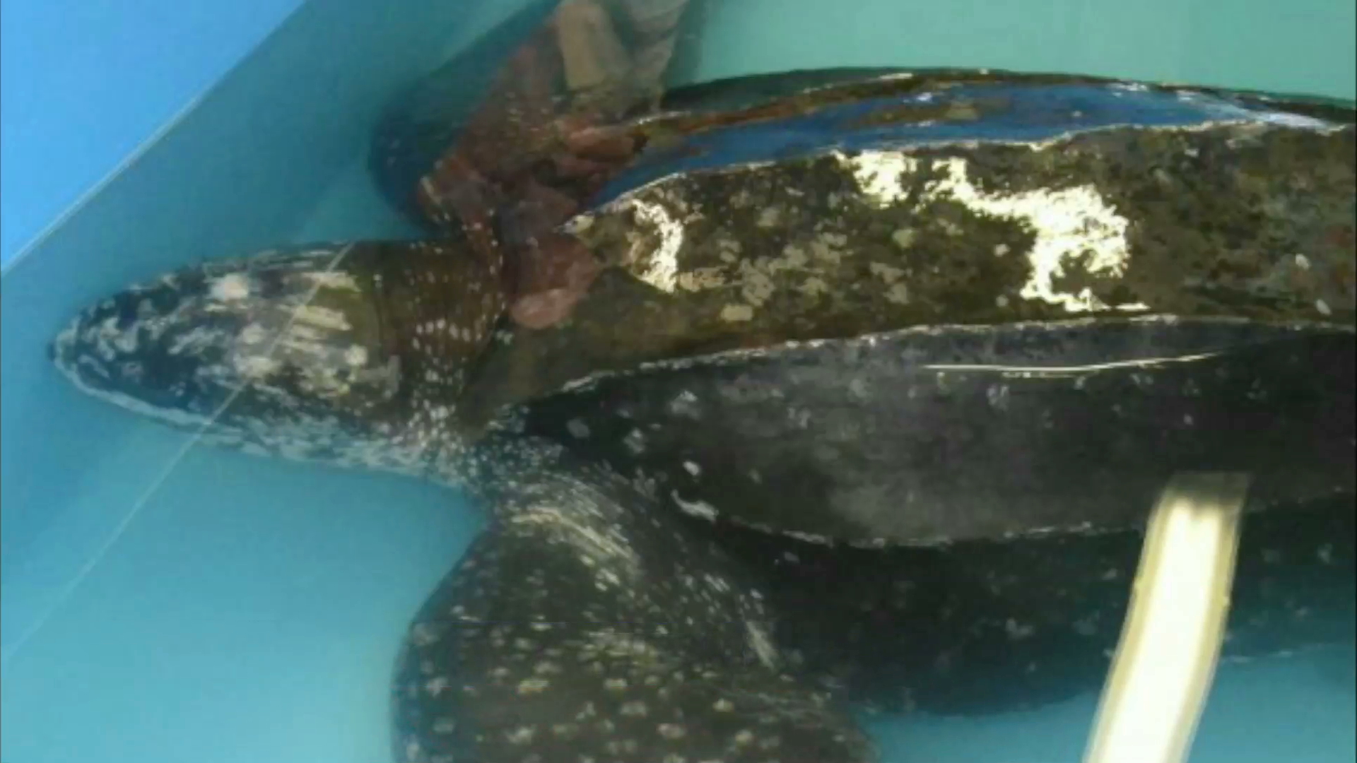 Rescatan ejemplar de tortuga lora en Coatzacoalcos