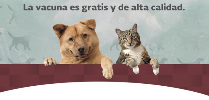 Anuncian la Semana Nacional de Esterilización Canina y Felina