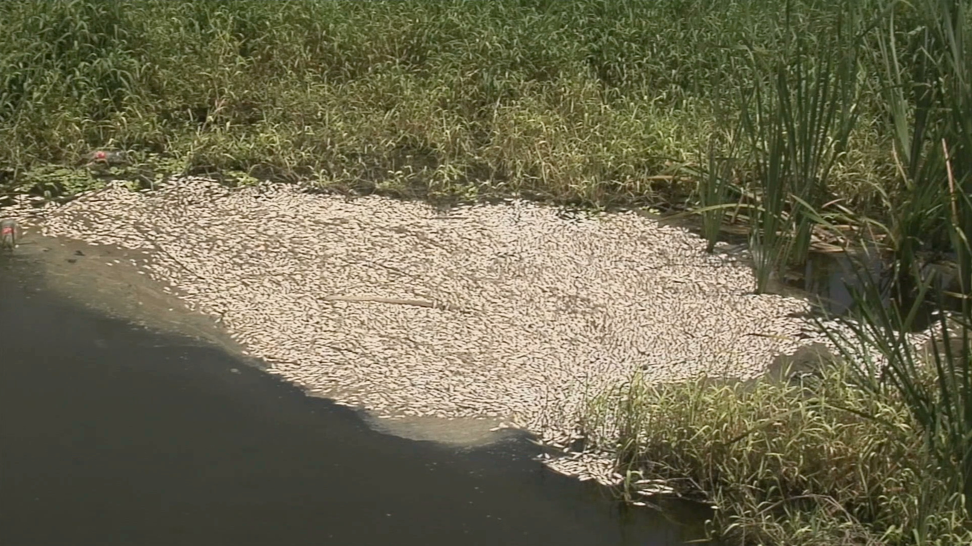 Reportan mortandad de peces en laguna artificial de Puente Moreno, en Medellín de Bravo