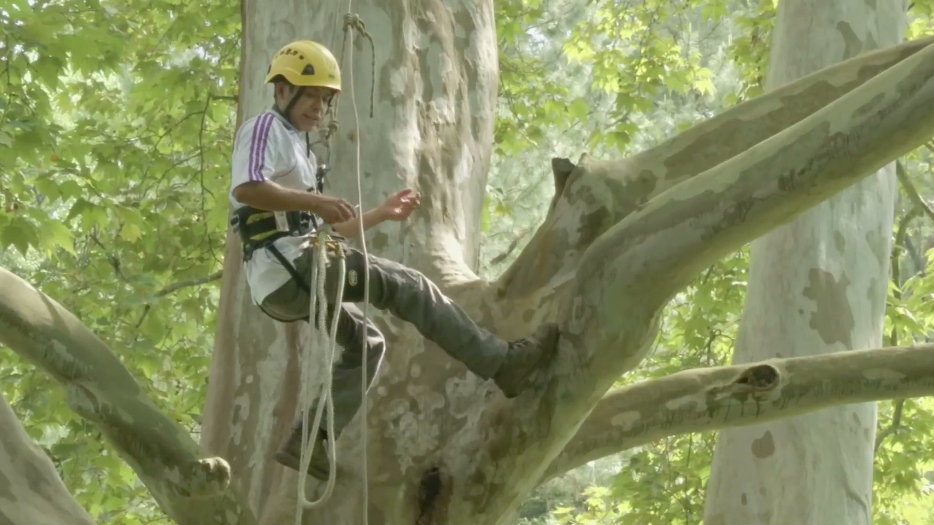 Imparte Inecol  curso sobre trepa y poda de árboles