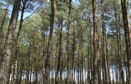San Juan del Monte, uno de los bosques mejor conservados en Veracruz