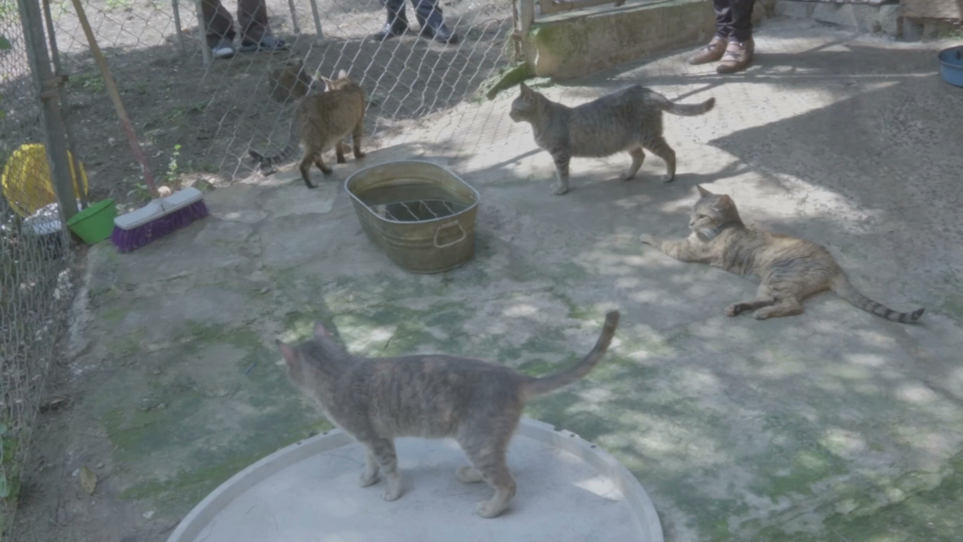 Encuentran gatos presuntamente envenenados en Veracruz