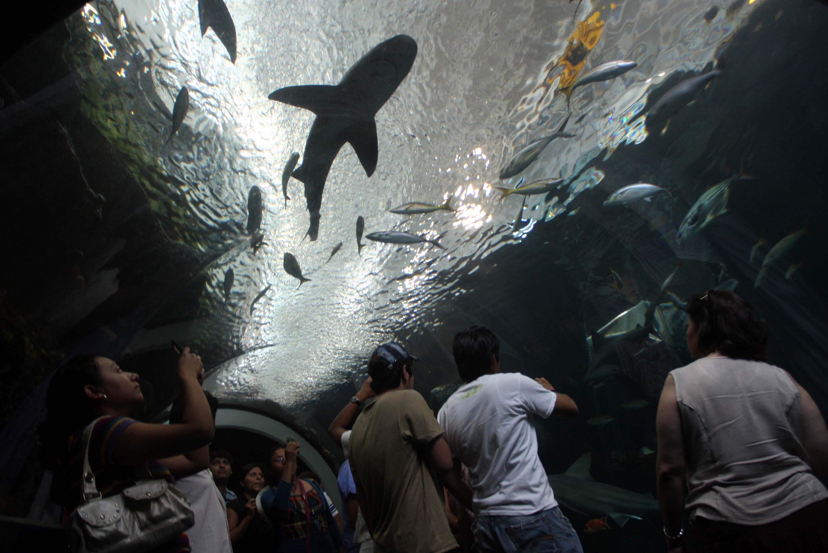 Durante esta temporada el Acuario de Veracruz espera lograr una afluencia total de 100 mil personas