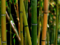Convoca Gobierno de China a productores veracruzanos  a curso para desarrollo agroindustrial del bambú