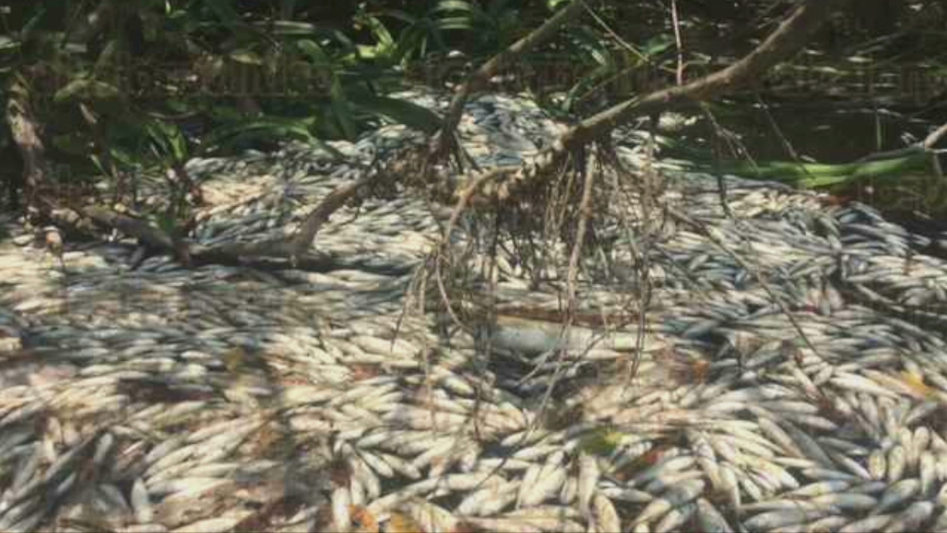 Pescadores arrojan una tonelada de peces muertos al río Jamapa