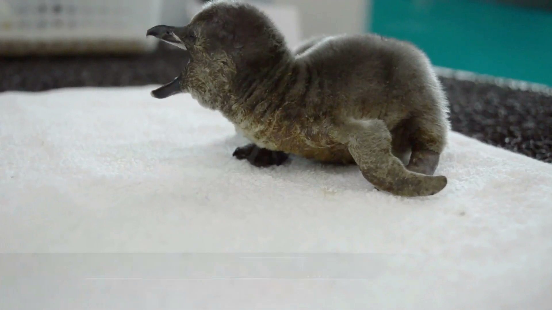 Nace en el Acuario de Veracruz primer pingüino en México de la especie Humboldt