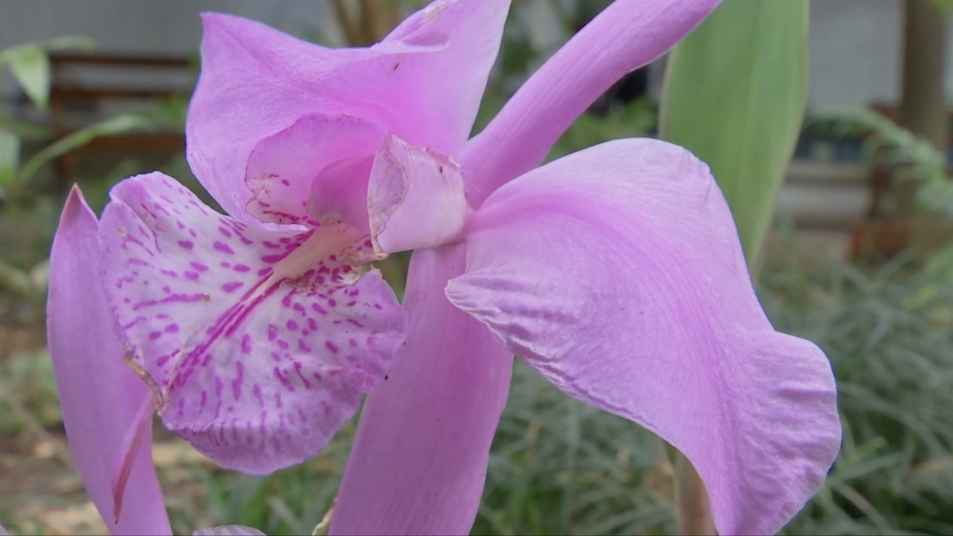 Decomisan orquídeas silvestres en la región de Córdoba