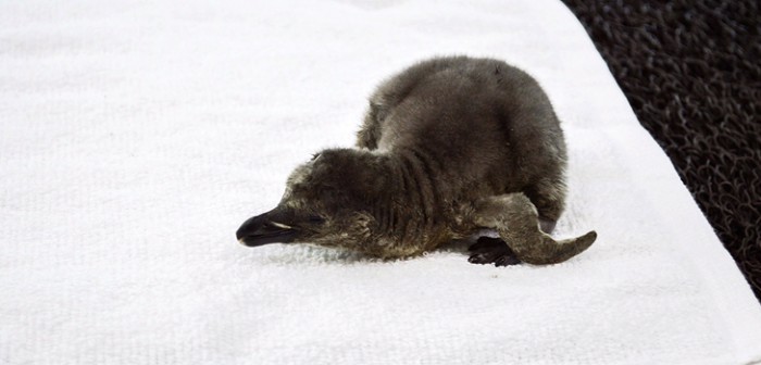 Crece sano y rodeado de amor, primer pingüino nacido en México