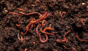 Comer lombrices y hormigas, buena opción nutricional