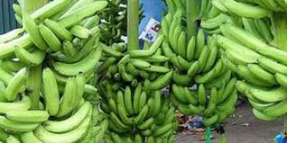 «Se habilita seguro catastrófico a productores de plátano»: CGJ