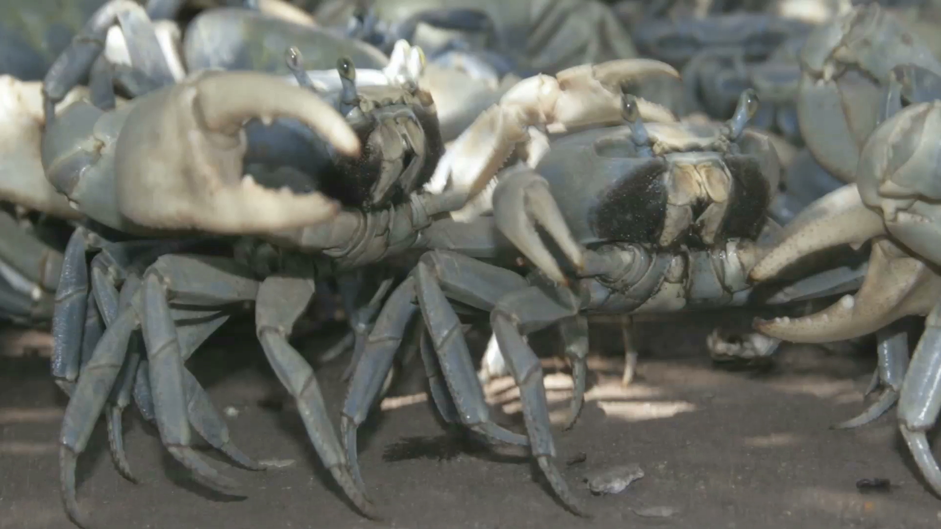 Realizan brigadas para evitar la captura del cangrejo azul