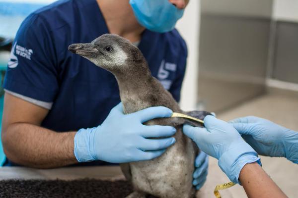 El pingüino jarocho da su primer recorrido fuera del nido