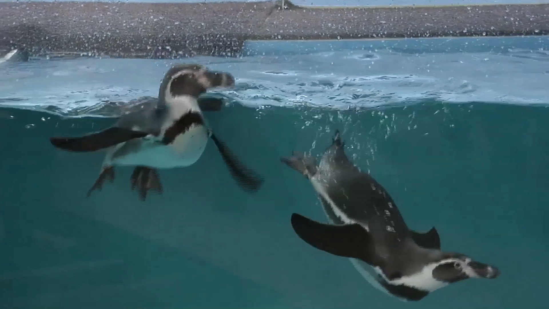 Acuario de Veracruz trasladará 10 pingüinos por falta de espacio