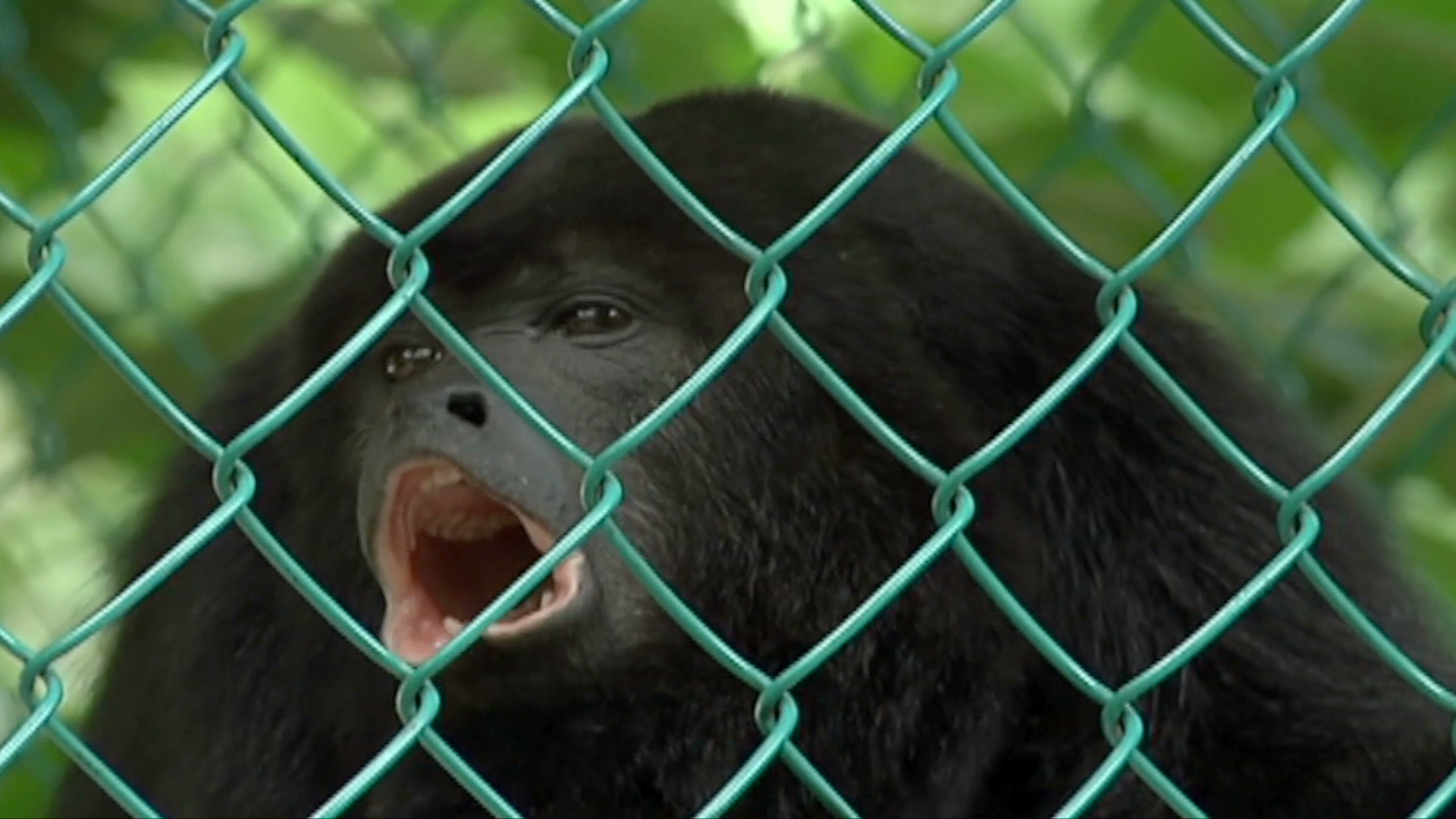 Zoológico de Veracruz carece de condiciones para atender a primates