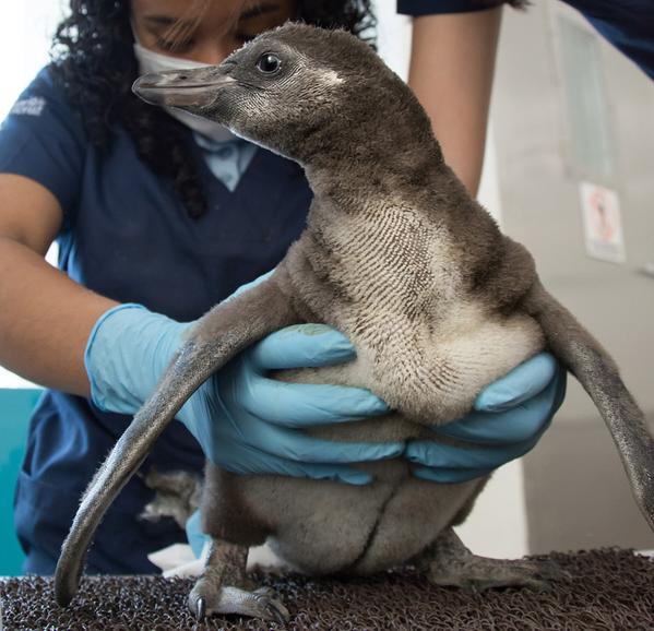 Ya pesa tres kilos el pingüino que nació en el Acuario de Veracruz