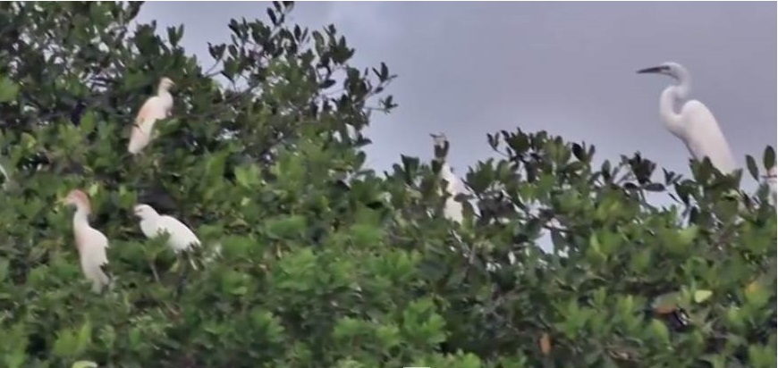 Más de Veracruz. Laguna de Mandinga