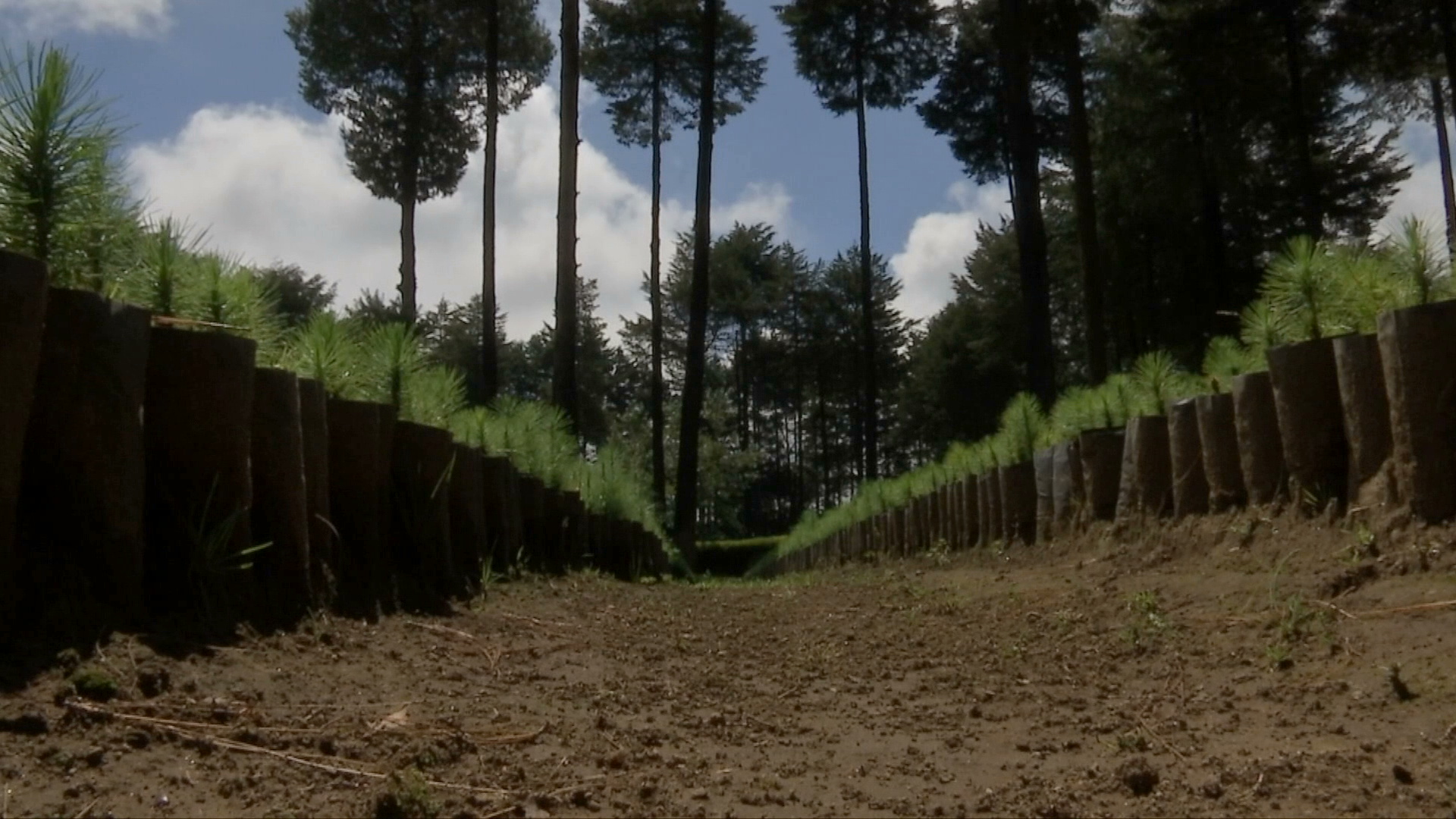 Dispone Veracruz de 15 millones de plantas para reforestar 16 mil hectáreas de bosque