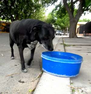 A solidarizarse con los animalitos callejeros