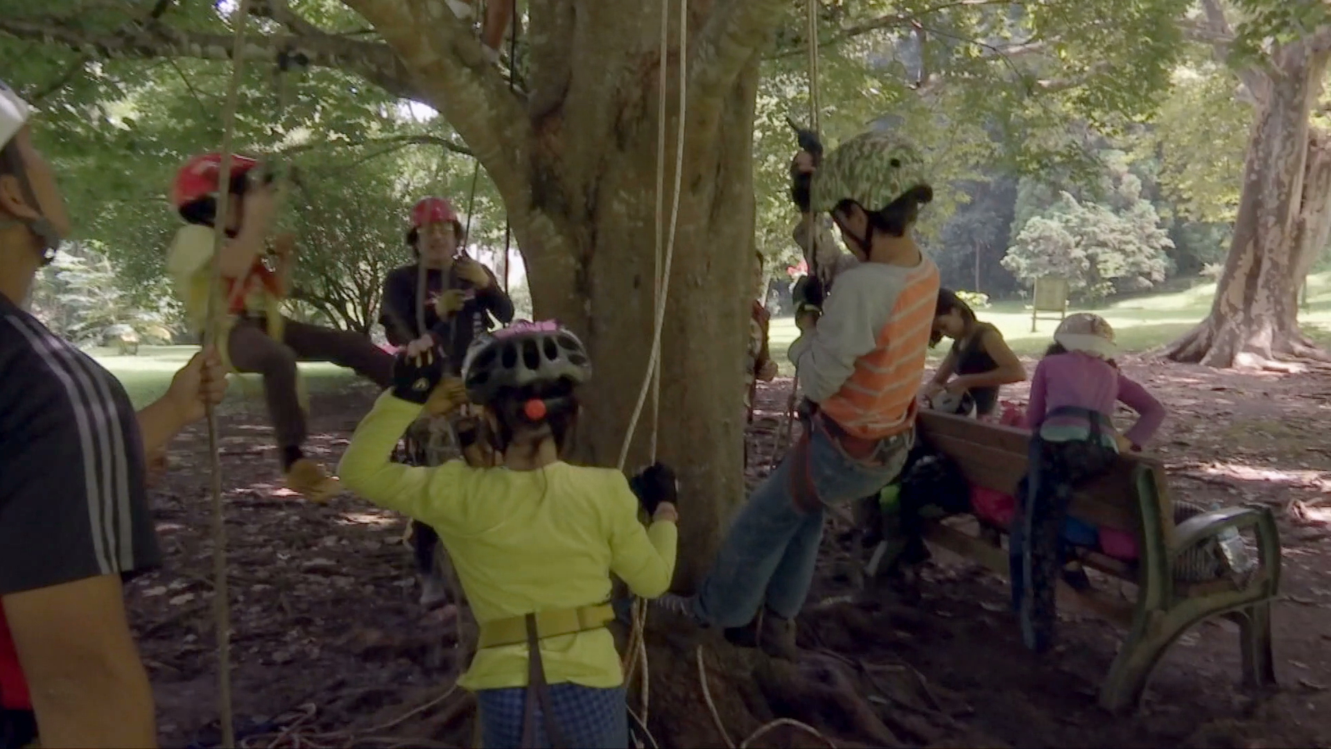 Trepando árboles enseñan a niños a cuidar al medio ambiente