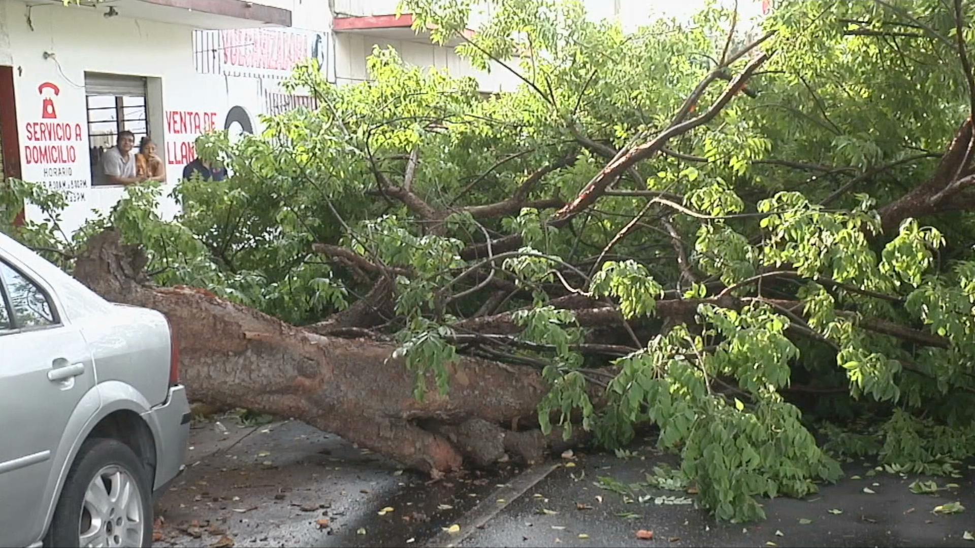 Lluvia provoca caída de árbol con panal de abejas en el puerto de Veracruz