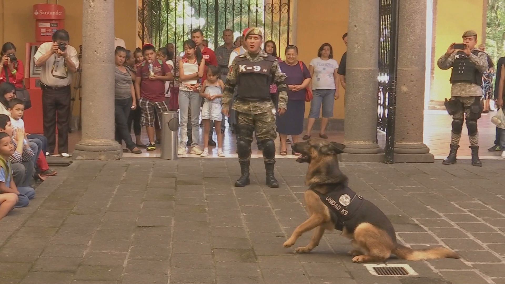 Caninos de la Fuerza Civil,  protectores, amigables y muy inteligentes